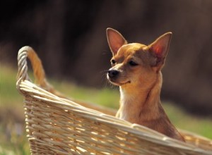 Symptômes du diabète du Chihuahua