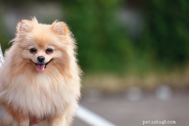 Hoe het haar van Pomeranians beter te laten groeien