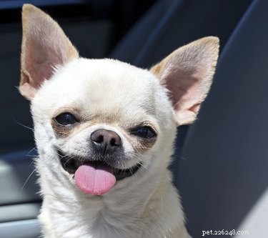 Hemkurer mot Chihuahua-hudproblem
