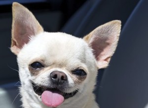 Remèdes maison pour les problèmes de peau de Chihuahua