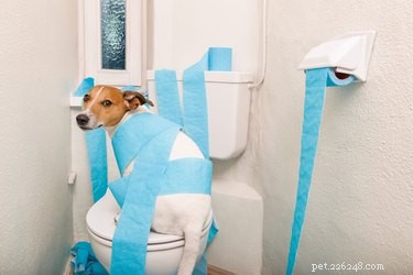 Diarrhée chez les chiens à cause de la prednisone