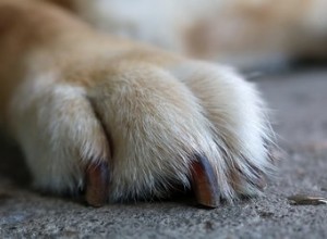 つま先の爪を失った犬の世話をする方法 