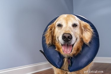 Hoe zorg je voor een hond die een teennagel heeft verloren