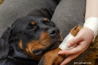 Jak pečovat o psa, který přišel o nehet na palci