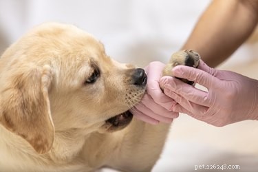 Come prendersi cura di un cane che ha perso un unghia del piede