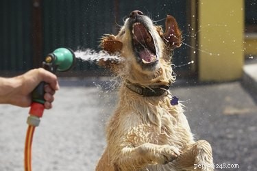Hondensymptomen van overmatige voedsel- en waterconsumptie