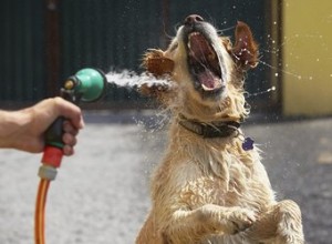 過剰な食物と水の消費の犬の症状 