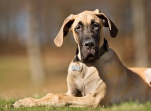 De quels chiens est-il le plus facile de s occuper ?