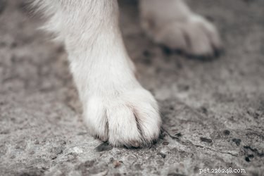 Hoe de voeten van een hond in Epsom Salts te weken