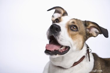 Kan ik babyolie in de oren van mijn hond doen tegen oormijt?