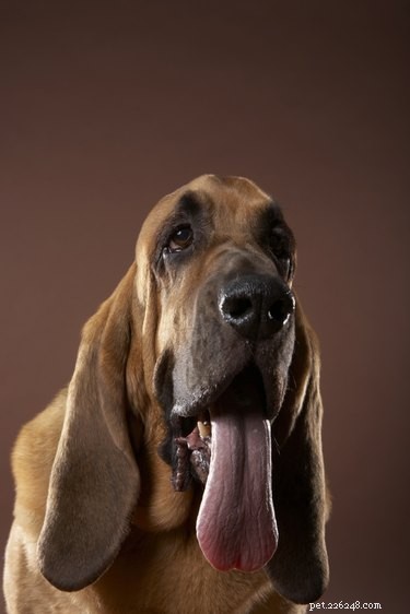 Por que a língua de um cachorro fica branca?