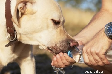 Hoe u diarree bij honden kunt stoppen en voorkomen