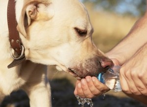 犬の下痢を止めて予防する方法 