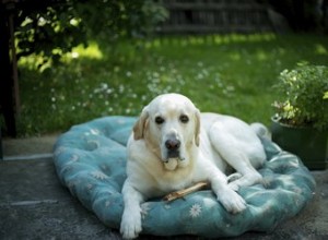 Perte de poils chez les chiens Labrador