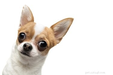 犬の耳のスリットは何ですか？ 