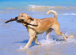 Como se livrar de vermes de cachorro rapidamente