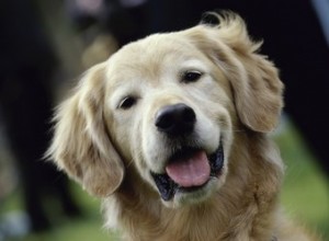 Lavagem de ouvido caseira com óleo de melaleuca para cães