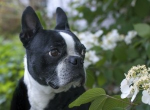 O que fazer se o olho de um cachorro for arranhado?