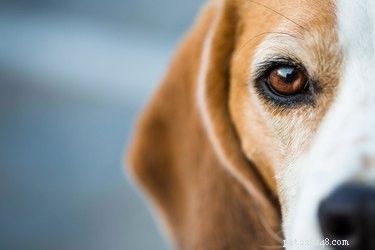 Vad ska man göra om ett hunds öga blir kliat?