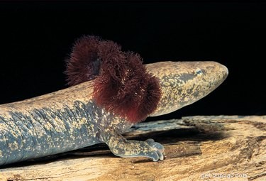 Zorgen voor modderpuppy salamanders