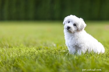 Hoe zorg je voor een Shichon-puppy