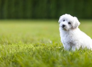 シチョン子犬のお手入れ方法 