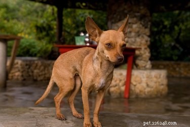 Chihuahua-puppy s bij de geboorte afleveren