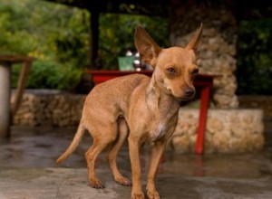 Como dar à luz filhotes de Chihuahua no nascimento