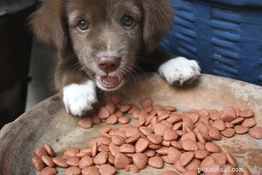 Что такое легкоусвояемая пища для больной собаки?