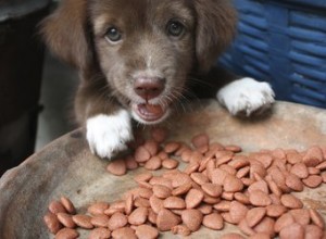 O que são alimentos facilmente digeríveis para um cão doente?