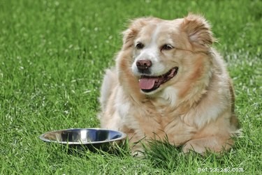 Что такое легкоусвояемая пища для больной собаки?