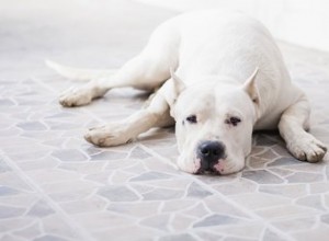 Sinais de lesões internas de um cão