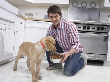개를 위해 파운드당 얼마나 많은 음식을 주어야 합니까?
