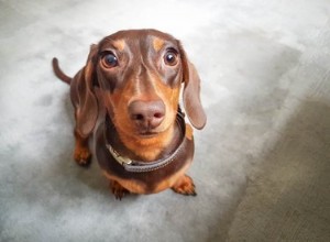 Sinais de uma Dachshund grávida