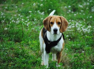 Sinais de hiperglicemia em cães