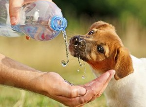 Como fazer seu cachorro beber mais água