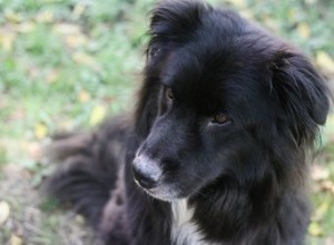 Receitas caseiras de comida de cachorro para insuficiência renal