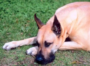 Quels sont les signes indiquant que votre dogue allemand est enceinte ?