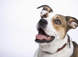 石膏は犬にとって有毒ですか？ 