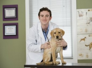 Каковы методы лечения колик у собак?
