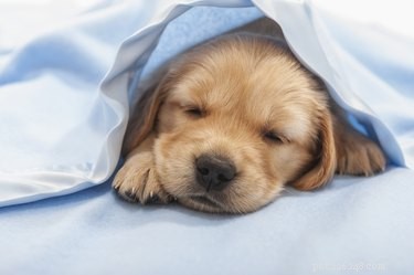 Kunnen puppyshots ervoor zorgen dat ze slaperig of lethargisch worden?