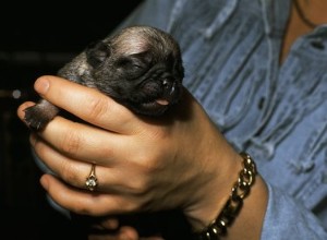 Jak porodím štěňata pitbulla?