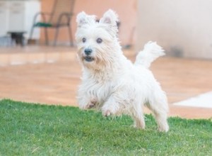 Como desinfetar depois que seu cão tem vermes