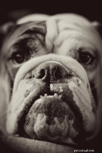 Informatie over tandjes krijgen bij Engelse Bulldog-puppy