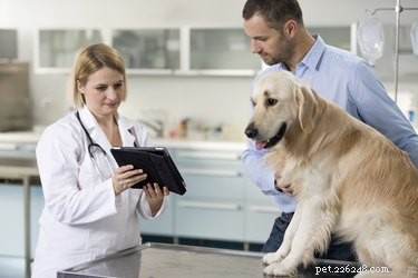 Jaké jsou způsoby léčby červů u psů?