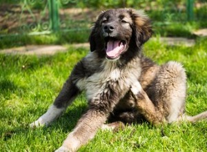 Como usar o Elocon em cães