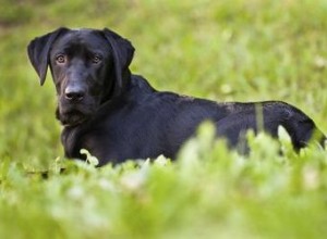 Expectativa de vida de uma mistura de labrador preto