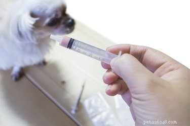 Comment utiliser le méloxicam humain pour les chiens