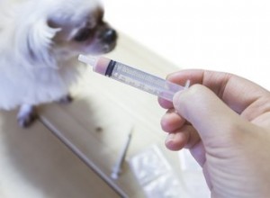 Como usar meloxicam humano para cães