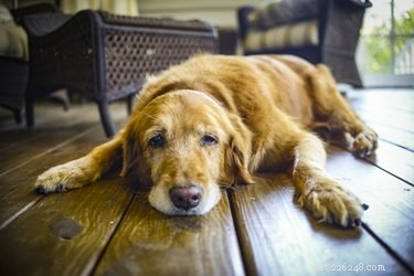 Babyaspirin för artrit hos hundar